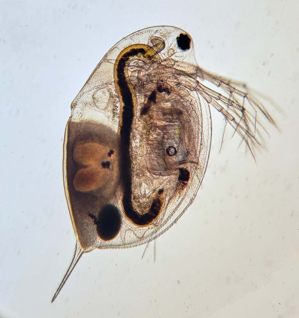 Daphnia pulicaria